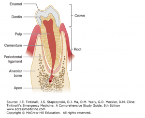 Emdocs Net Emergency Medicine Educationmanaging Dental