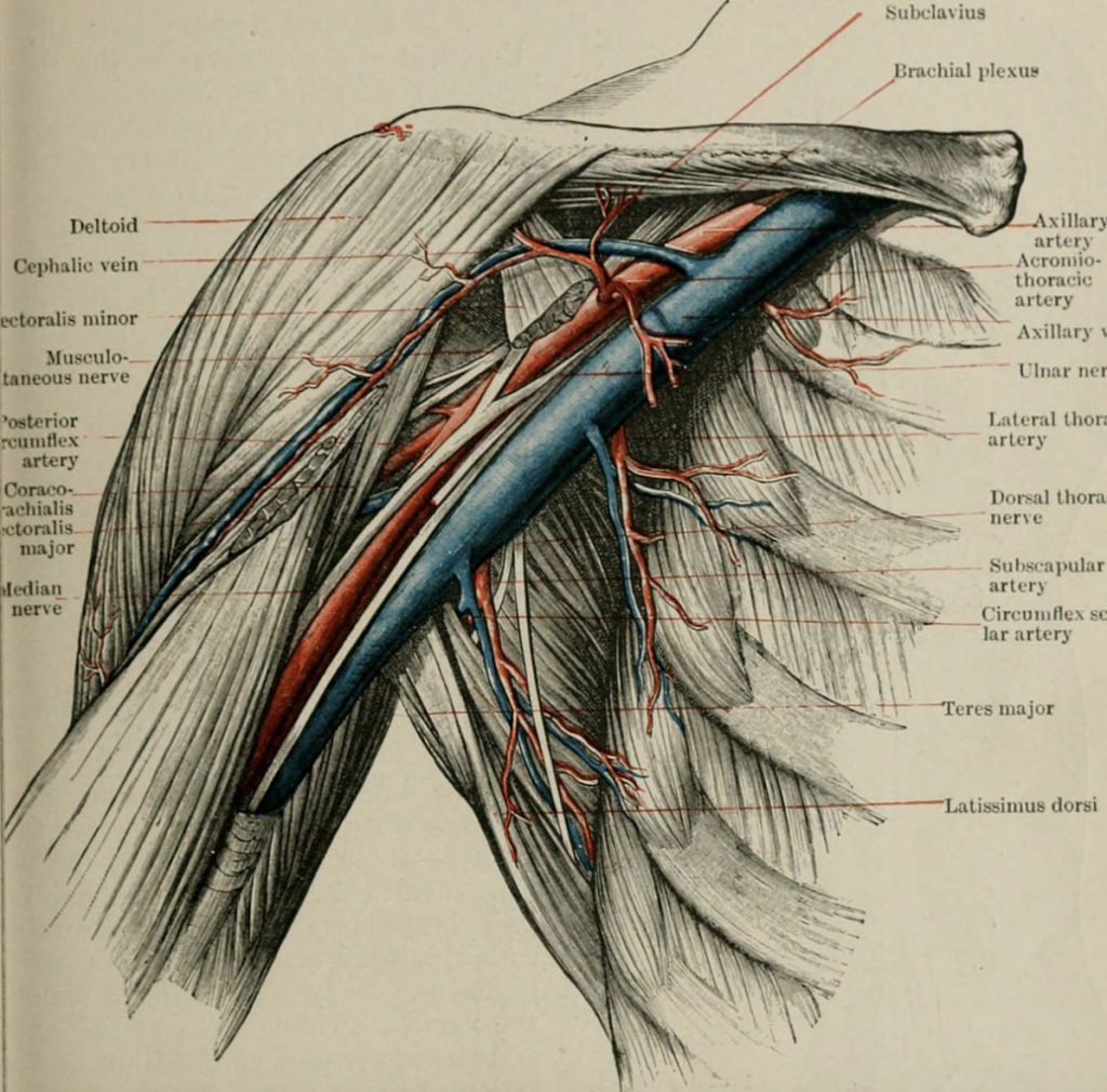 Axillary Vein Anatomy Anatomical Charts And Posters