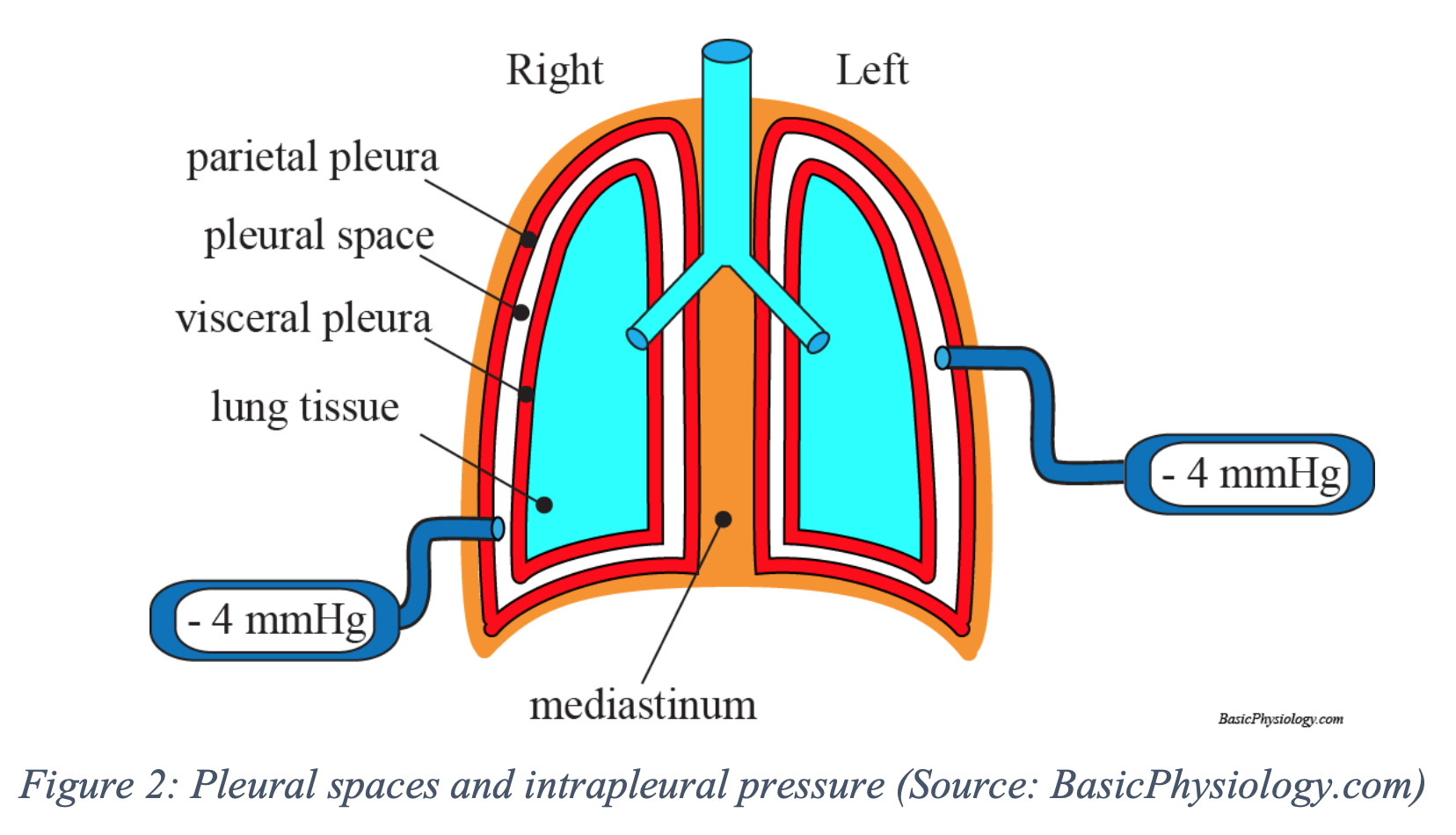 pleural effusion lung sounds