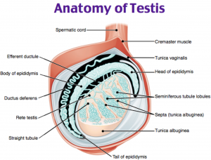 testicular rupture ultrasound