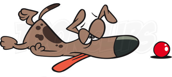 dog