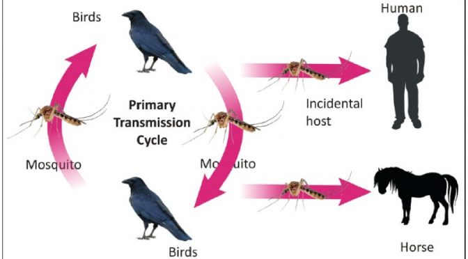 West Nile Virus: An Update with Pearls and Pitfalls - emdocs