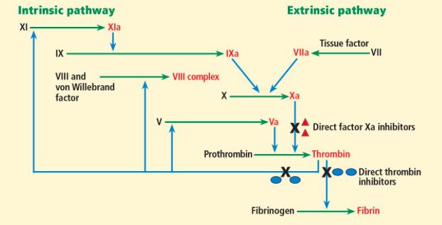 clotting cascade