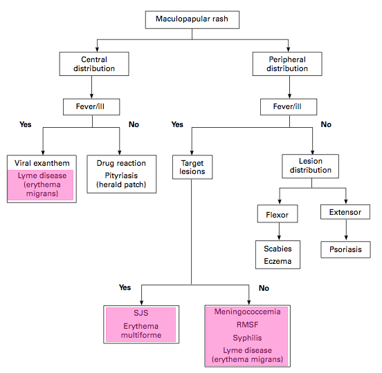 maculopapular diagram highlight