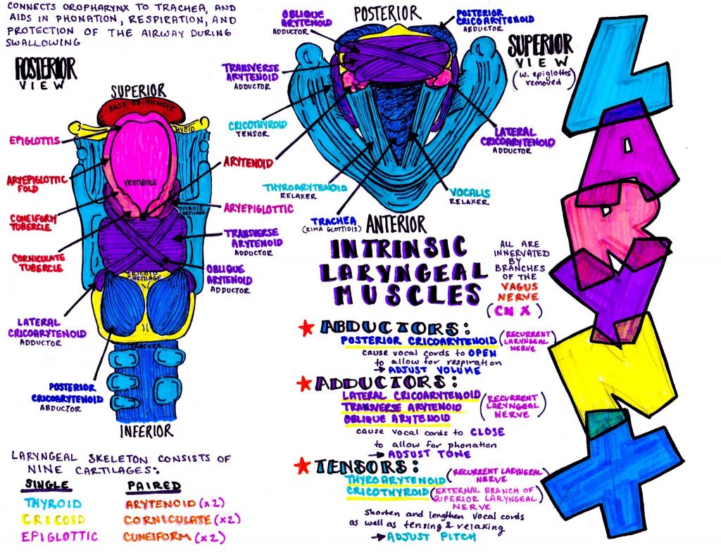 emDOCs.net – Emergency Medicine EducationLarynx - emDOCs.net ...