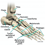 emDOCs.net – Emergency Medicine EducationBones-of-the-Foot-www ...