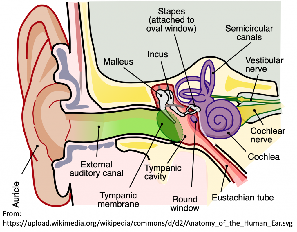 emDOCs.net – Emergency Medicine EducationEM@3AM: Tympanic Membrane ...