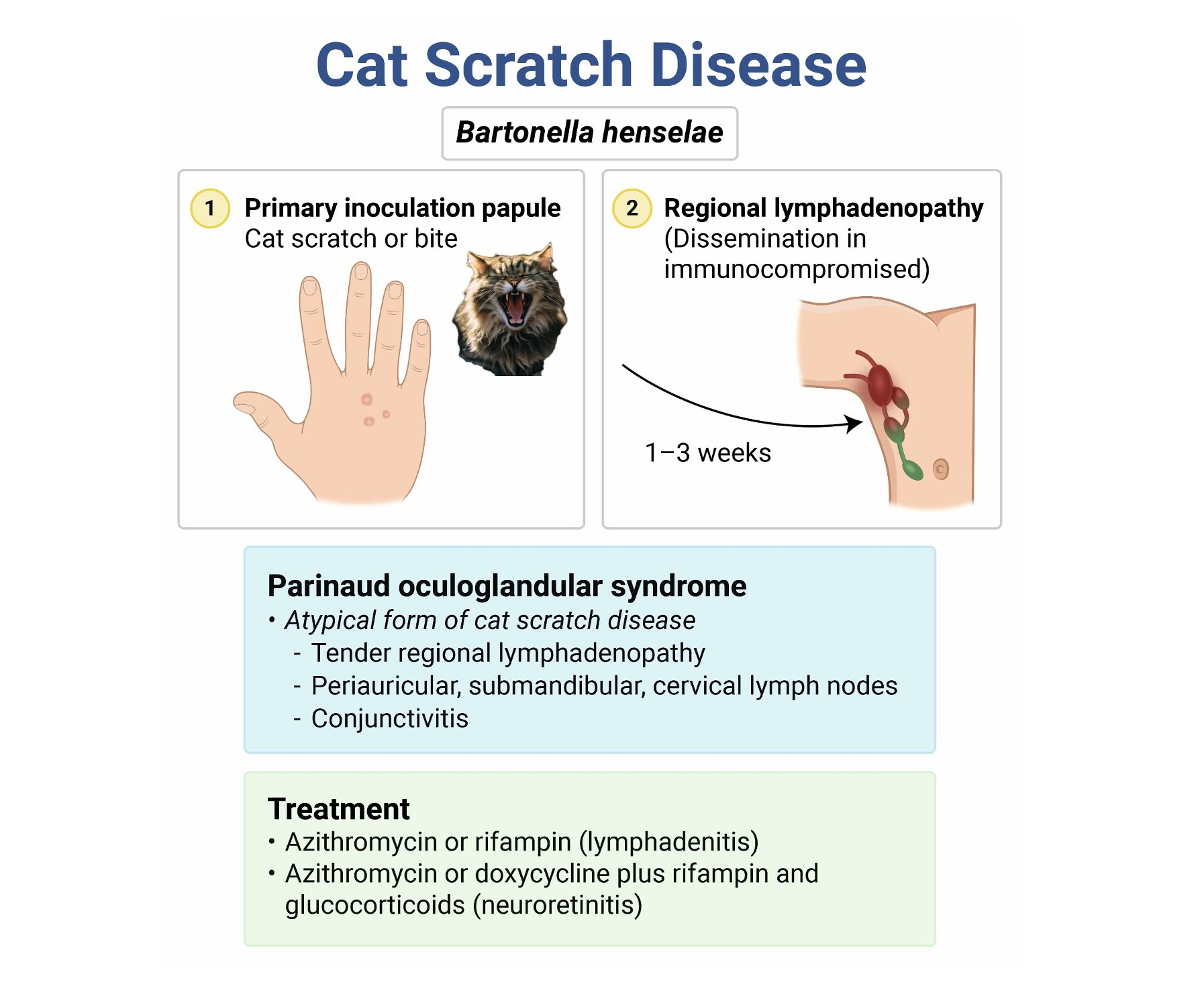 Cat scratch ROSH