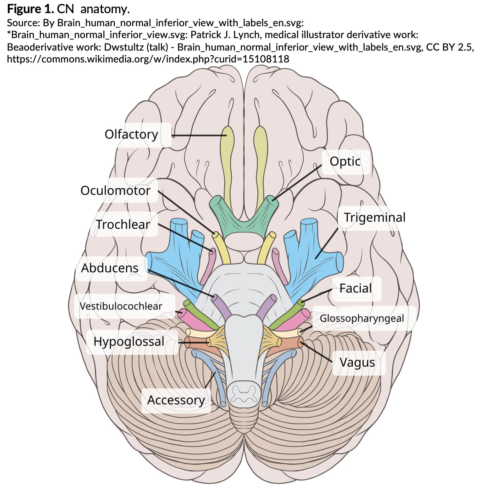 CNs